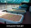 23. Growbeds filled with Pea Gravel
