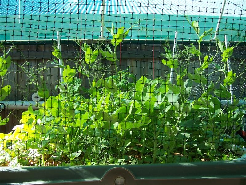 32. Grow Bed 2 Progress