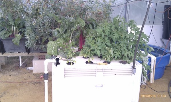 aquaponic pics 110