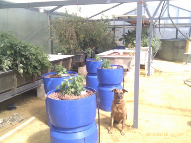 aquaponic pics 126