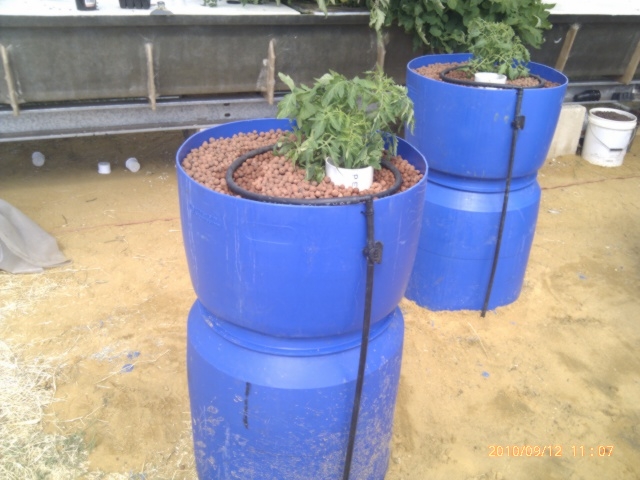aquaponic pics 127
