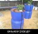 aquaponic pics 127