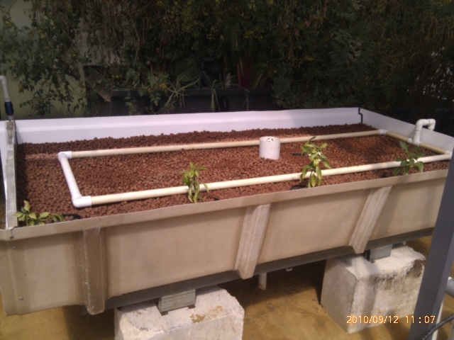 aquaponic pics 128