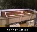 aquaponic pics 128