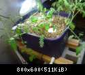 Aquaponics-System-v1.2.2012.04.3009