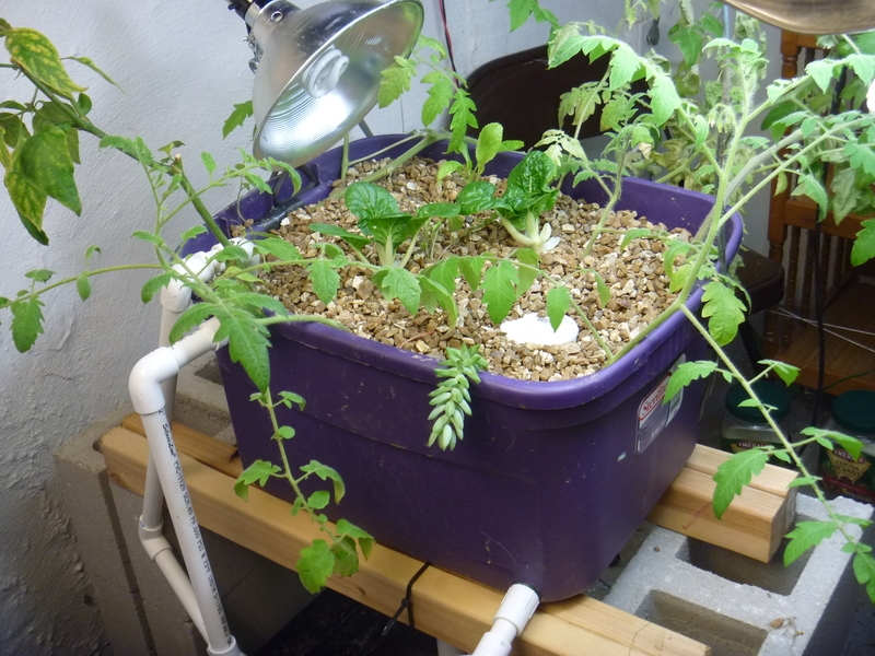 Aquaponics-System-v1.2.2012.04.3005