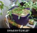 Aquaponics-System-v1.2.2012.04.3005