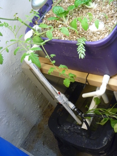 Aquaponics-System-v1.2.2012.04.3004