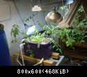 Aquaponics-System-v1.2.2012.04.3006