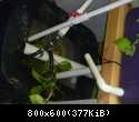 Aquaponics-System-v1.2.2012.04.3002