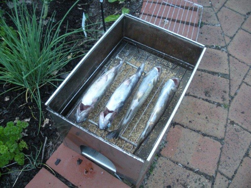 Trout ready to be smoked