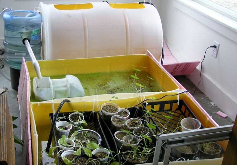 Aquaponics